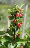 Berberis sphaerocarpa. Верхушка побега с незрелыми плодами. Кыргызстан, Нарынская обл., левый берег р. Нарын, долина руч. Бурган-Суу. 11.06.2015.