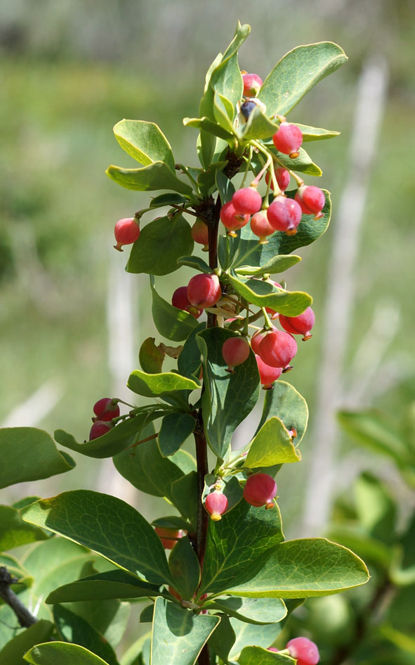 Изображение особи Berberis sphaerocarpa.