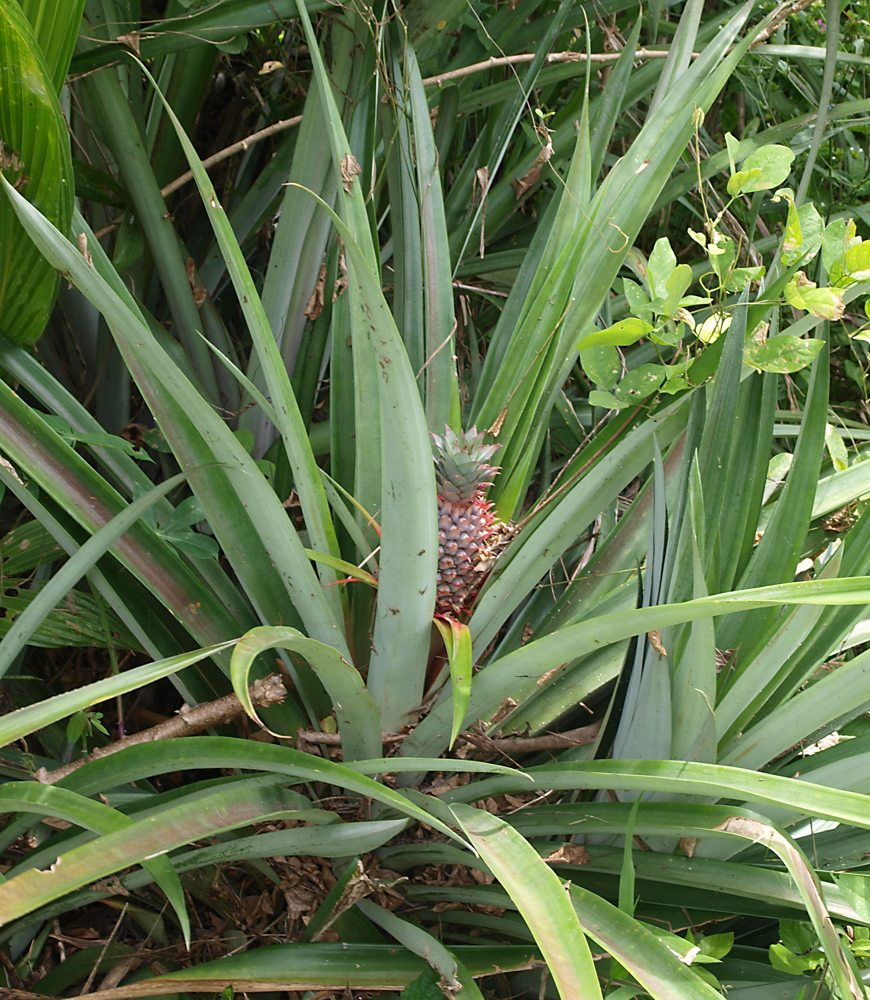 Изображение особи Ananas comosus.