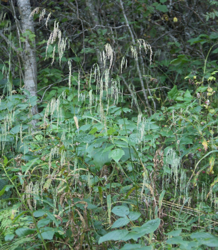 Image of Cinna latifolia specimen.