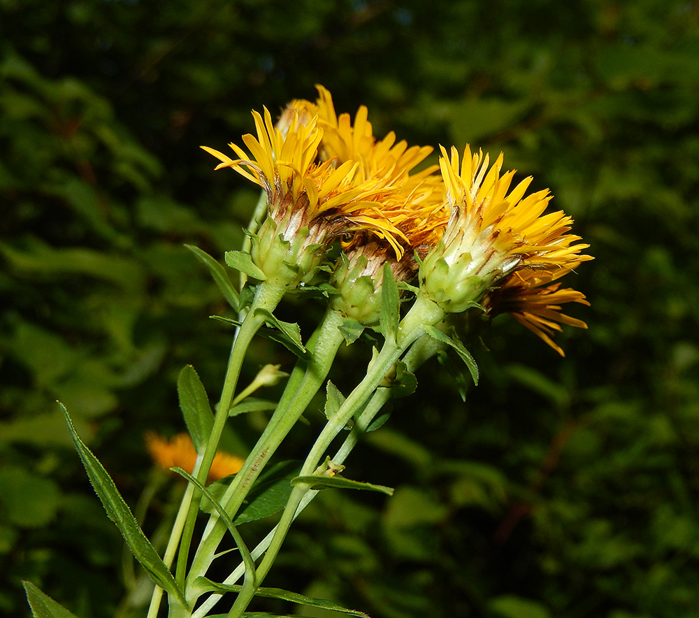 Image of Inula salicina specimen.