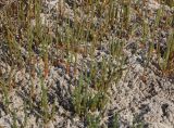 genus Salicornia