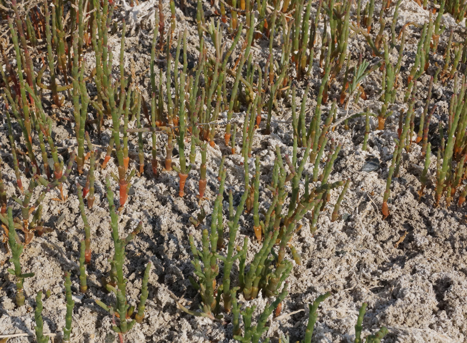 Изображение особи род Salicornia.