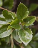 Clematis cirrhosa