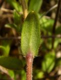 Cerastium holosteoides. Лист (нижняя сторона). Новгородская обл., Боровичский р-н, к с.-з. от г. Боровичи, вырубка. 31.05.2015.