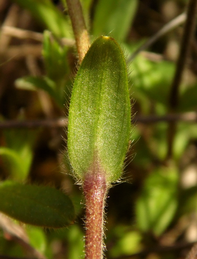 Image of Cerastium holosteoides specimen.