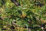 Phellodendron amurense