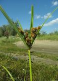 Смотреть изображение Cyperus glomeratus