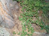 Grossularia acicularis. Часть плодоносящего растения у корня сосны. Восточный Казахстан, Кокпектинский р-н, 25 км в горы от с. Пантелеймоновка, 1000 м н.у.м., лес. 20.07.2015.