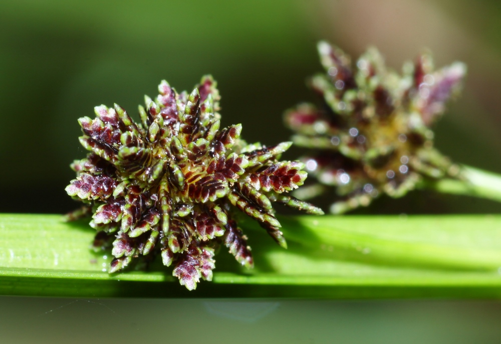 Image of Cyperus difformis specimen.