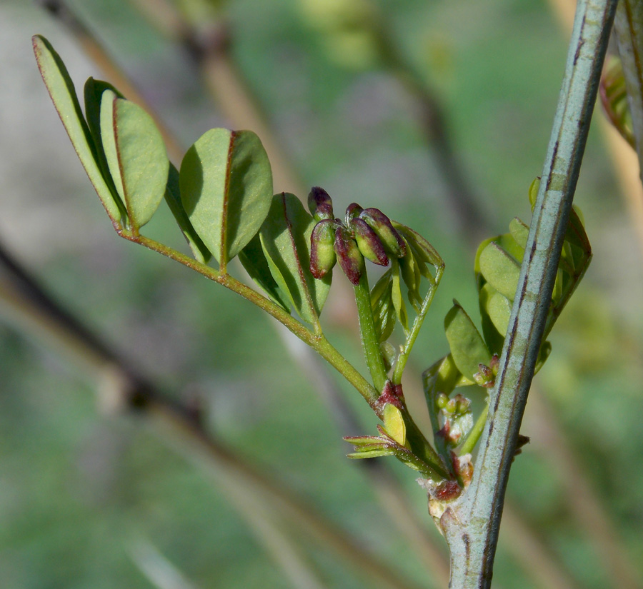 Изображение особи Hippocrepis emeroides.