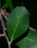 Rhus integrifolia. Лист (вид с обратной стороны). Израиль, Шарон, пос. Кфар Монаш, ботанический сад \"Хават Ганой\". 29.12.2015.