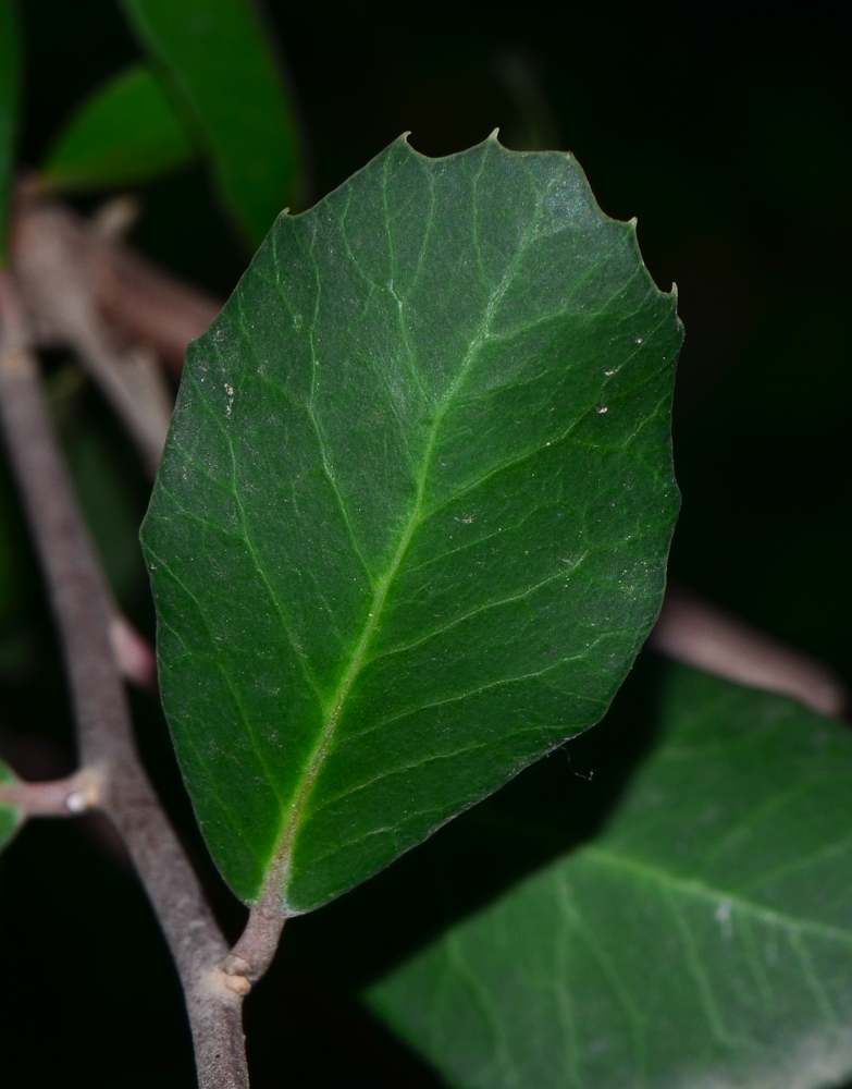 Изображение особи Rhus integrifolia.