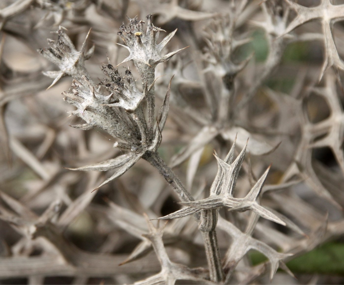 Image of Echinophora spinosa specimen.