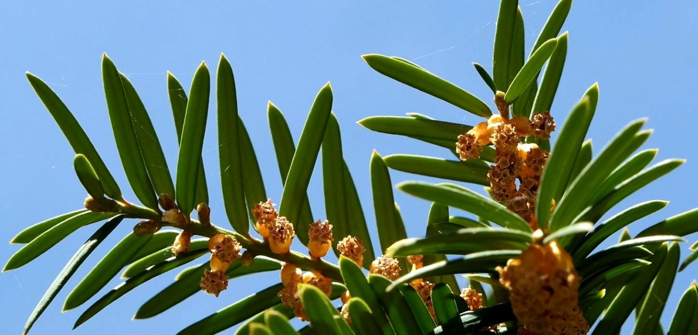 Image of Taxus baccata specimen.