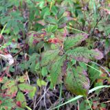 Rosa cinnamomea