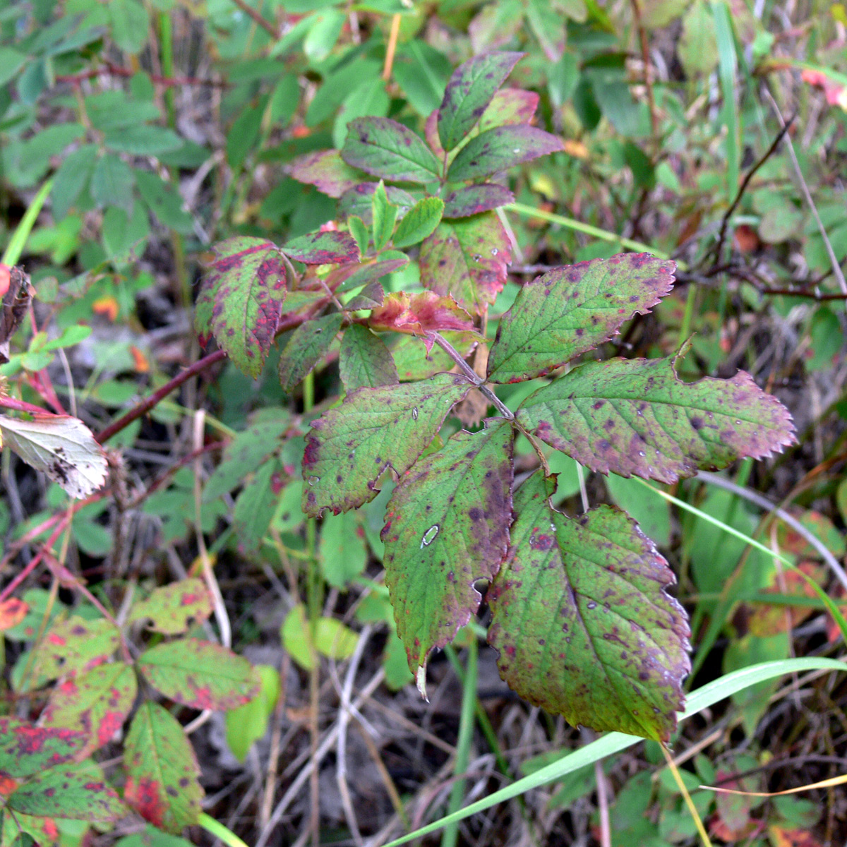 Image of Rosa cinnamomea specimen.