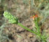 Adonis aestivalis