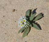 Heliotropium erosum