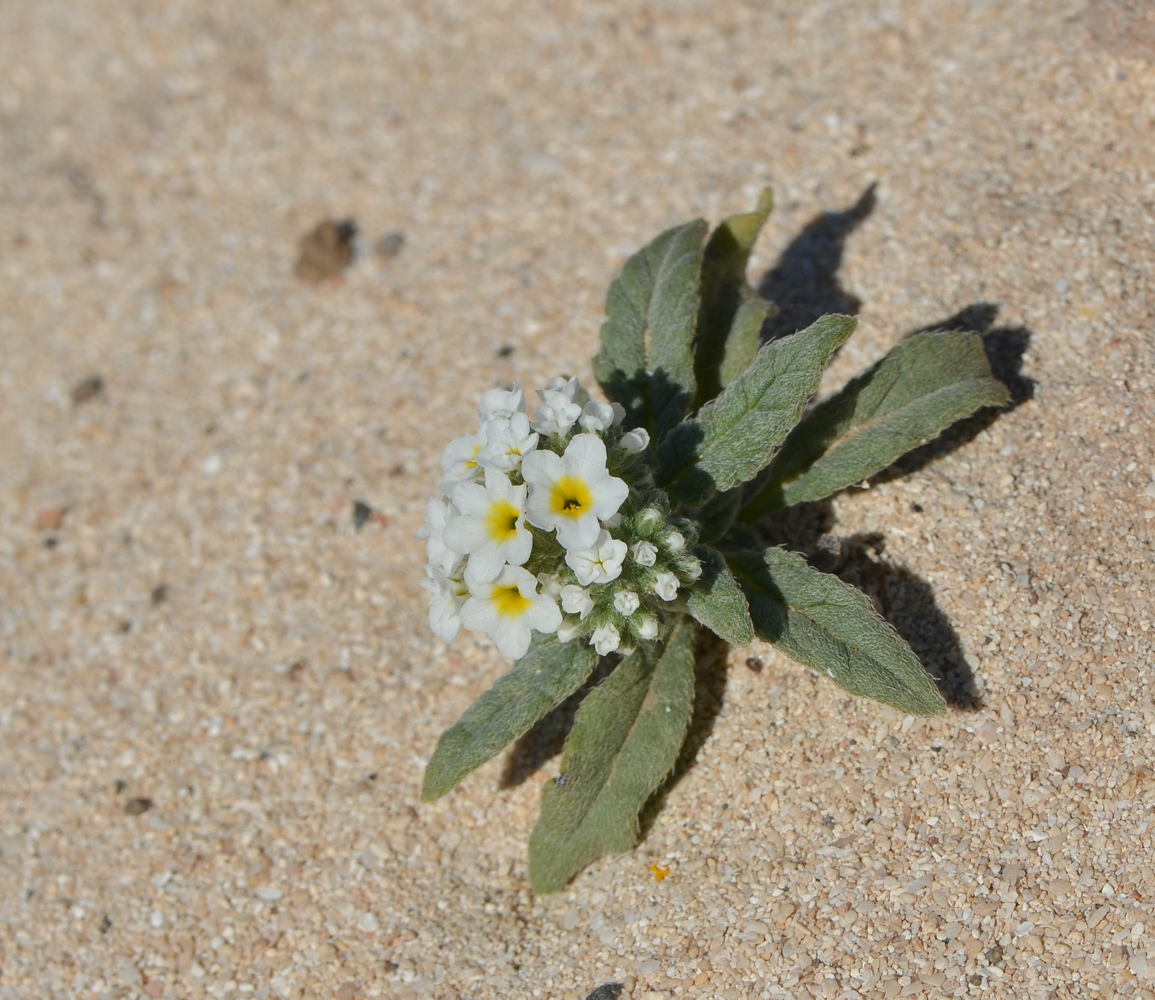 Изображение особи Heliotropium erosum.