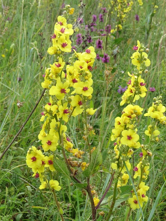 Image of Verbascum marschallianum specimen.