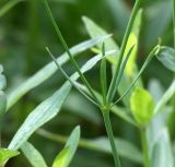 Galium triandrum