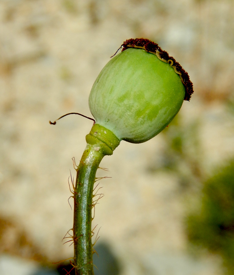 Изображение особи Papaver rhoeas.