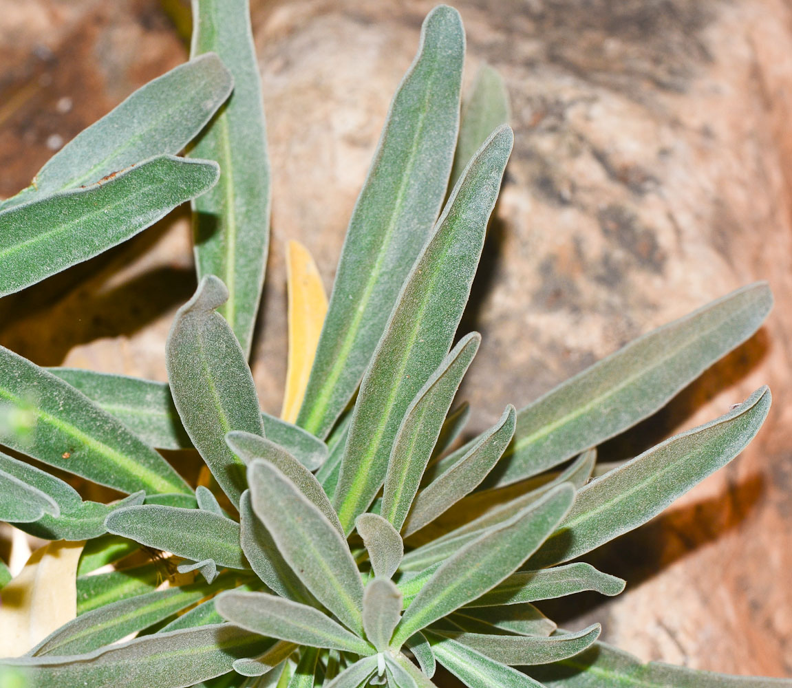 Image of Matthiola incana specimen.