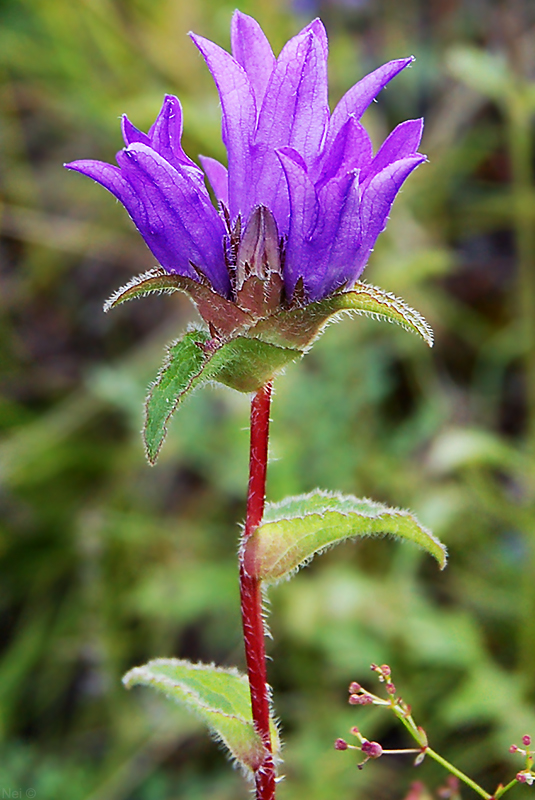 Image of Campanula glomerata specimen.