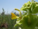 Eremostachys molucelloides