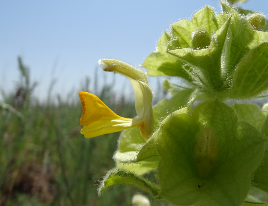 Изображение особи Eremostachys molucelloides.