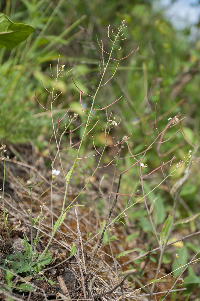 Изображение особи Arabidopsis arenosa.