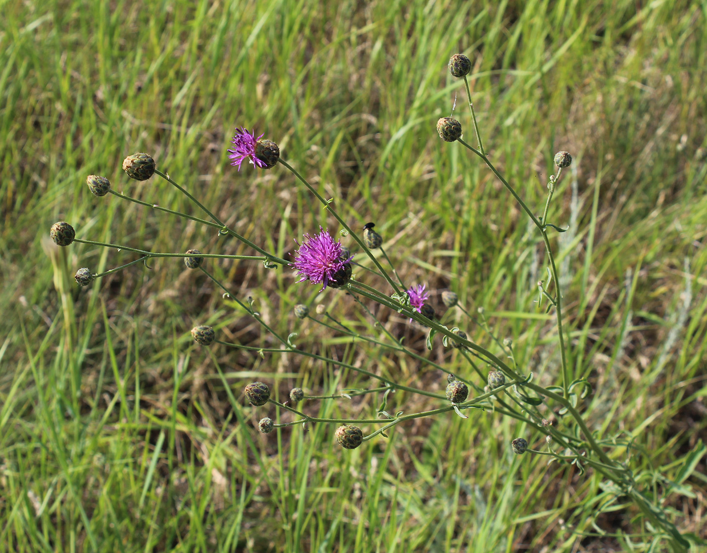 Изображение особи Centaurea adpressa.