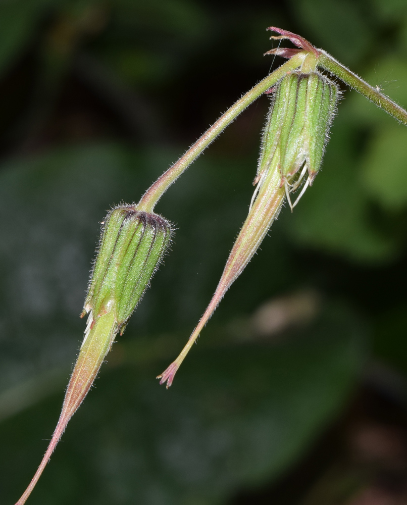 Image of Geranium ferganense specimen.