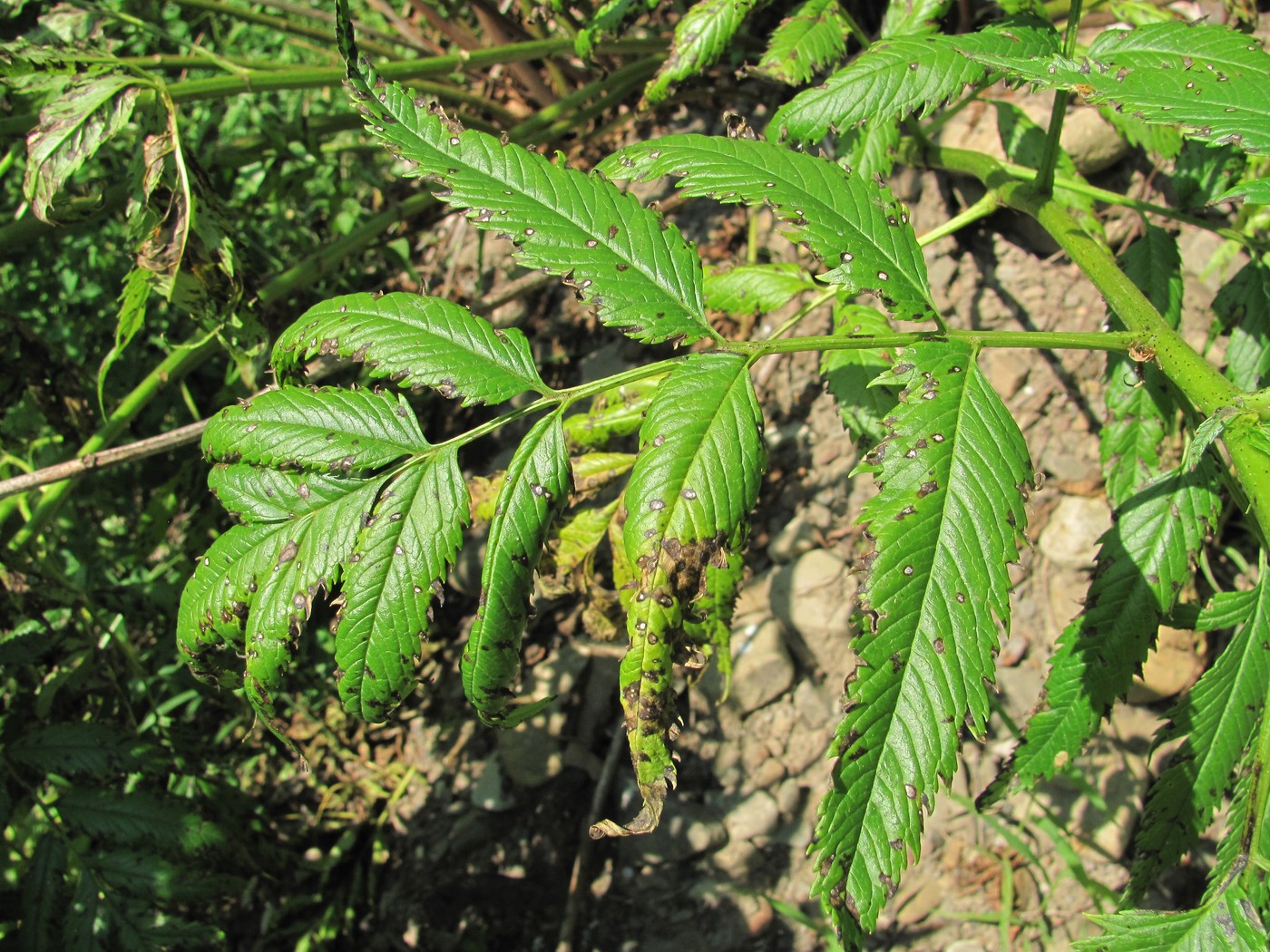 Image of Datisca cannabina specimen.