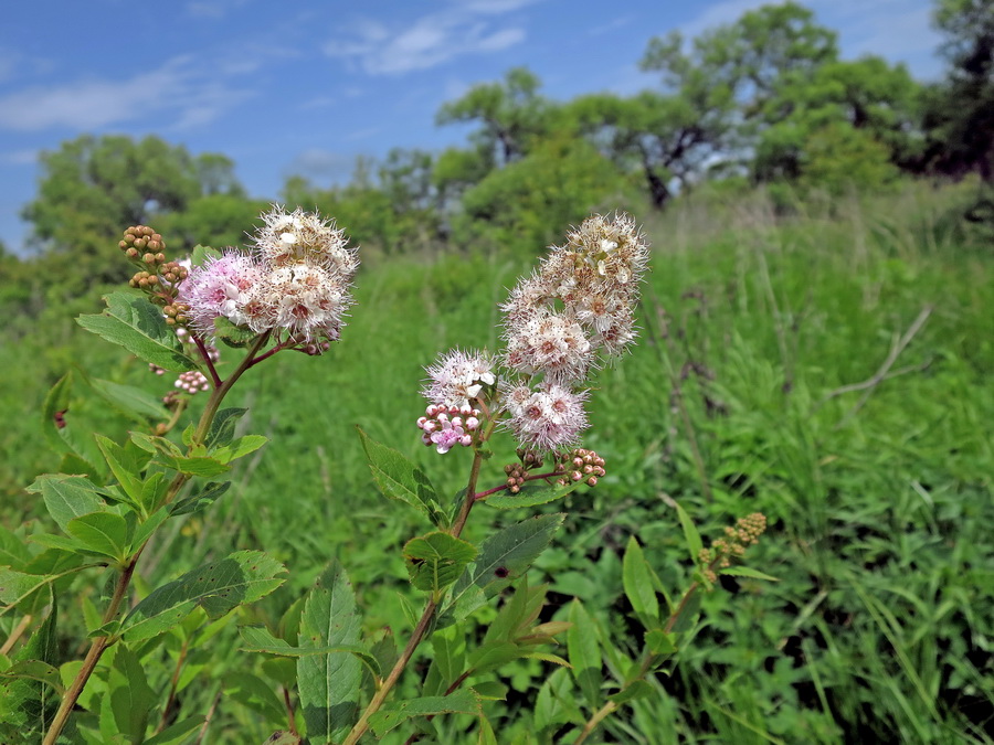 Image of Spiraea salicifolia specimen.