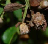 Baccharis pilularis. Отцветшее соцветие с тычиночными цветками. Израиль, Шарон, г. Герцлия, высокий берег Средиземного моря. откос пешеходной дорожки к морю, в культуре. 05.12.2014.