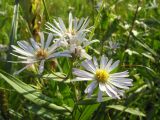 Symphyotrichum × salignum