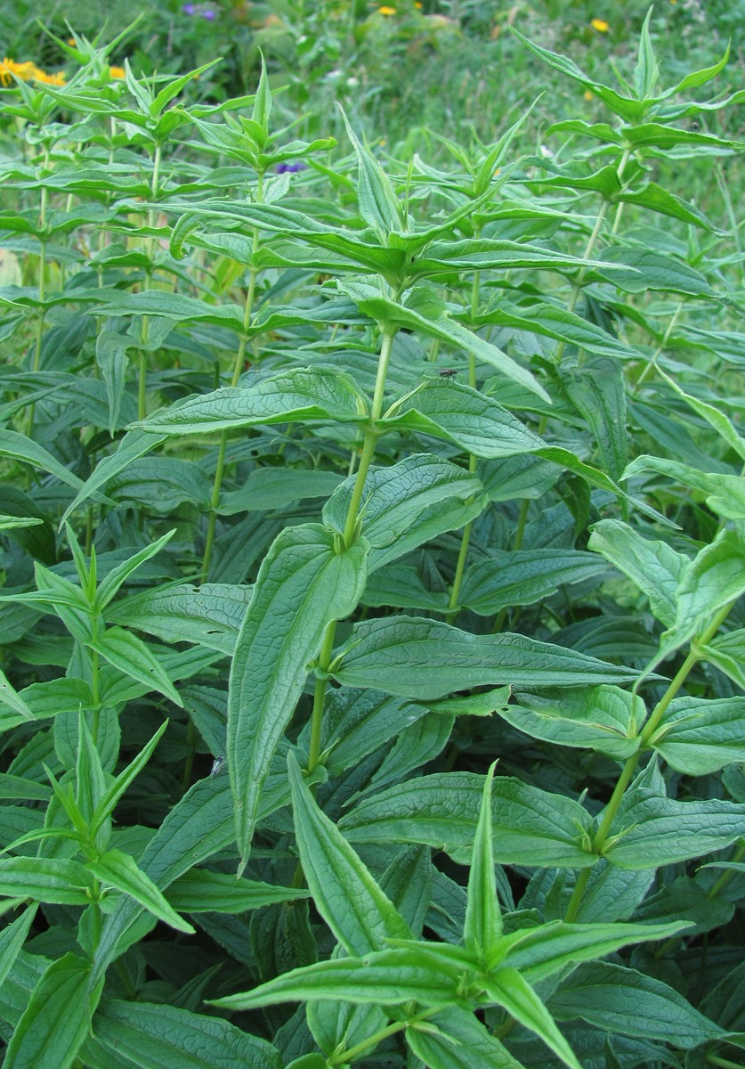 Image of Gentiana schistocalyx specimen.