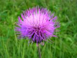 Cirsium heterophyllum