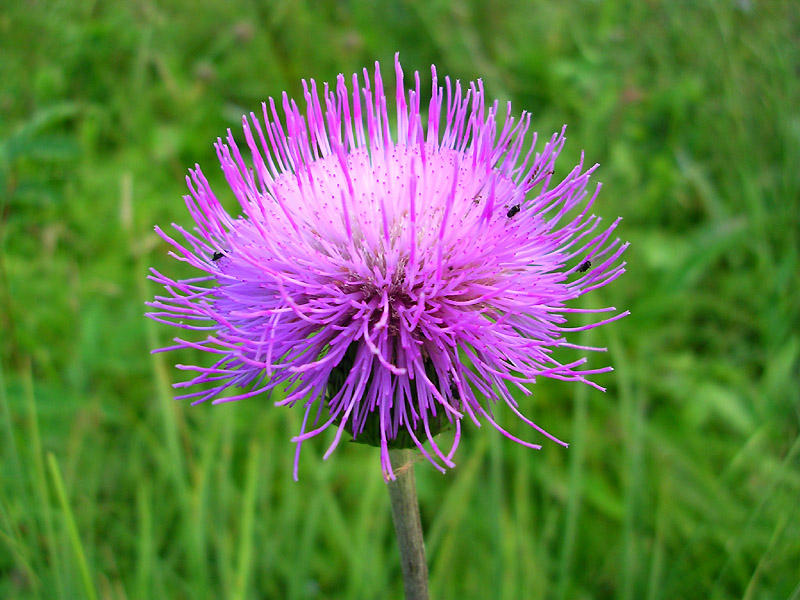 Изображение особи Cirsium heterophyllum.
