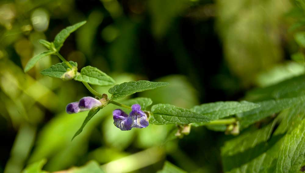 Изображение особи Scutellaria galericulata.
