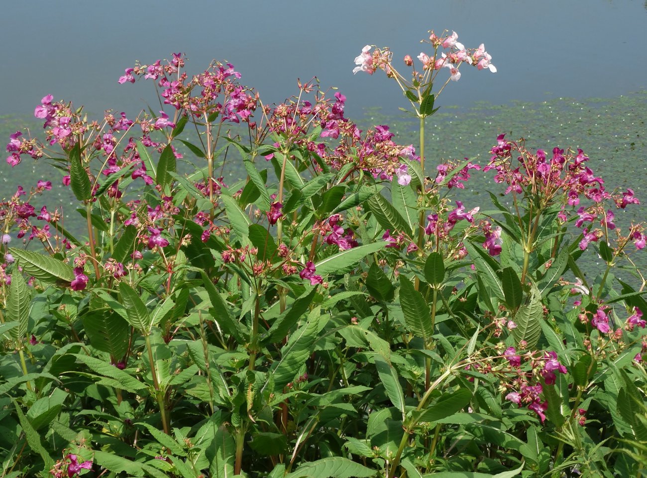 Image of Impatiens glandulifera specimen.