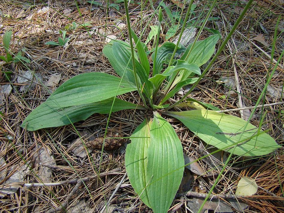 Image of Plantago media specimen.