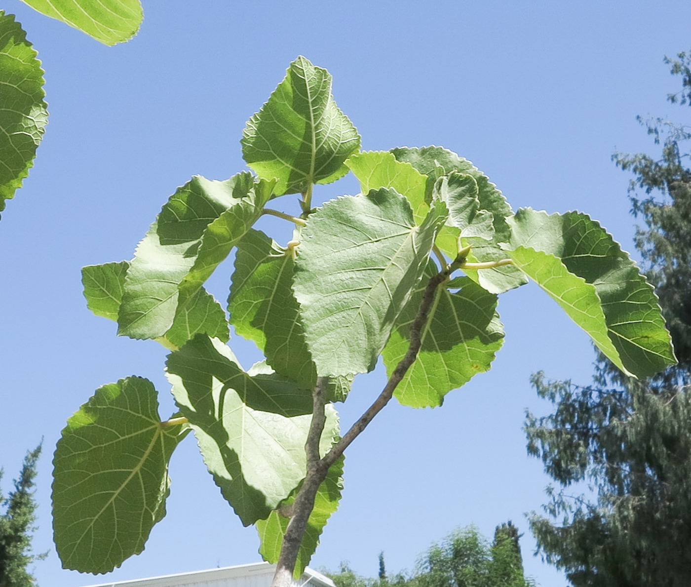 Изображение особи Ficus palmata.