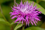 Centaurea pseudophrygia