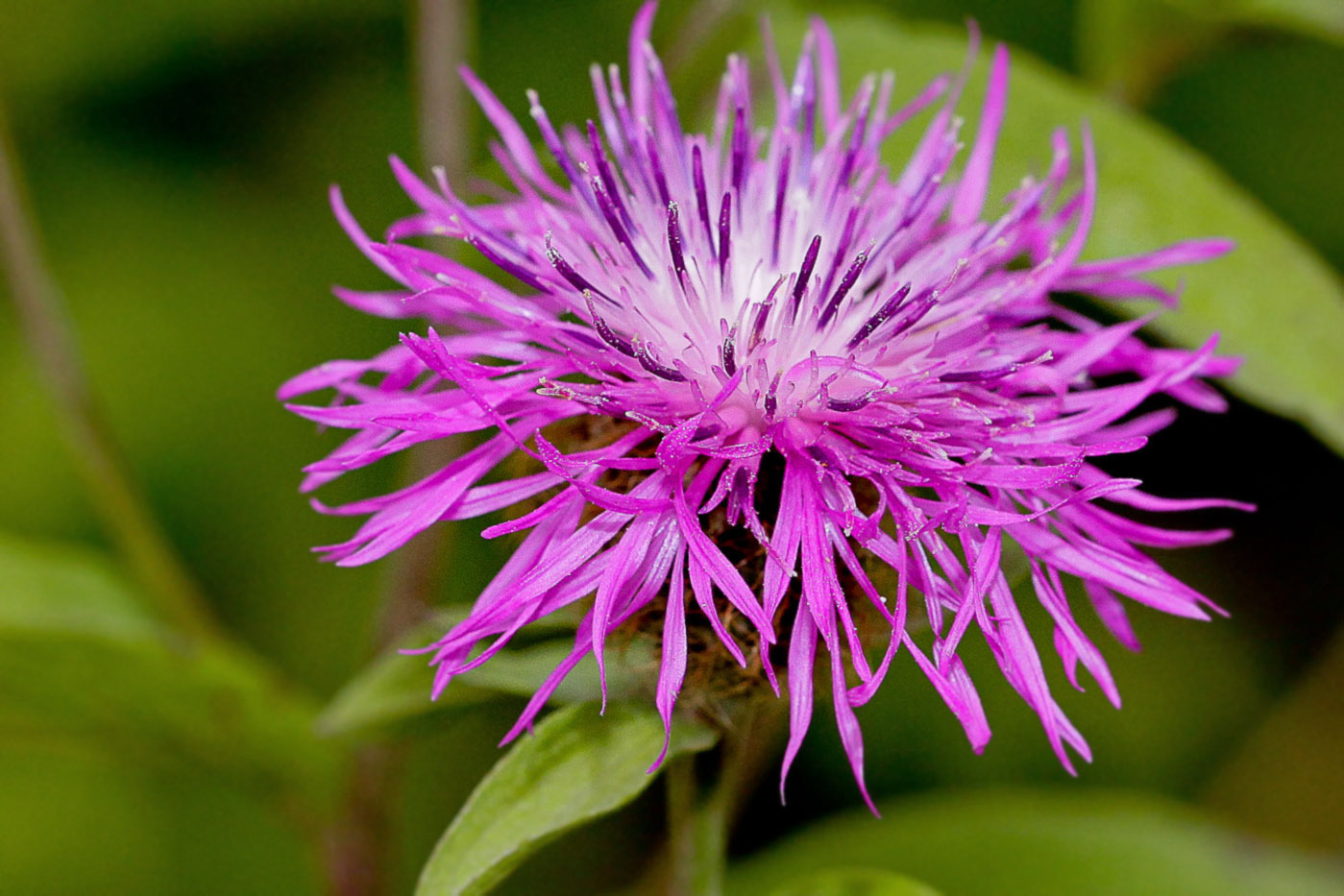 Image of Centaurea pseudophrygia specimen.