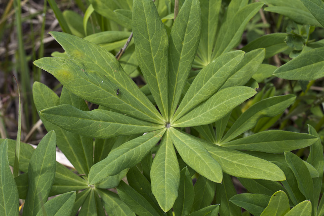 Изображение особи Lupinus &times; regalis.