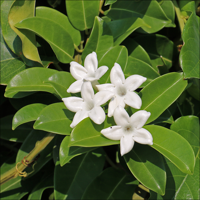 Изображение особи Marsdenia floribunda.