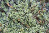 Polytrichum piliferum